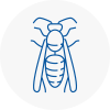 Burry Port Wasp Nest Removal